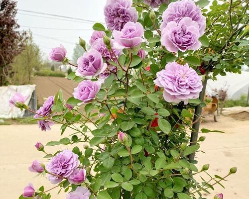 家里能种蔷薇花吗？如何照顾和种植蔷薇花？