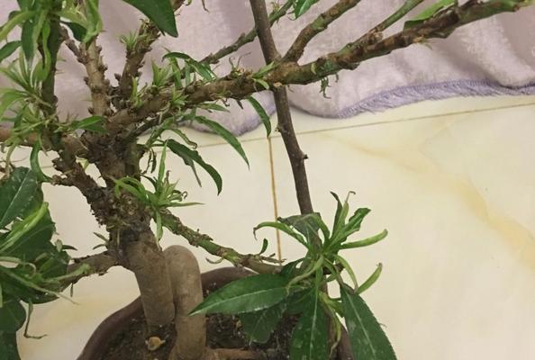 家里能种桃树吗？种植桃树需要注意哪些问题？