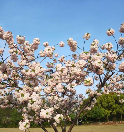 家里能种樱花树吗？樱花树种植条件和注意事项是什么？