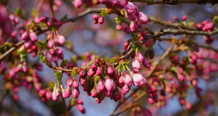 家里能种樱花树吗？樱花树种植条件和注意事项是什么？