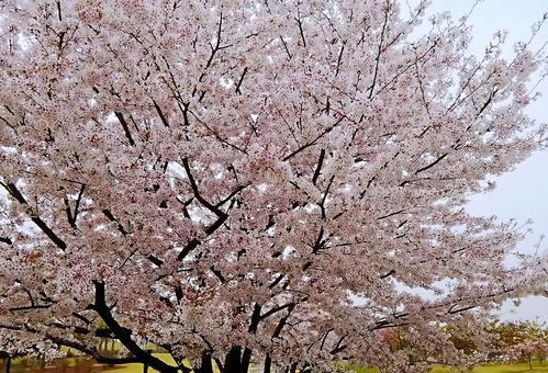 家里能种樱花树吗？樱花树种植条件和注意事项是什么？