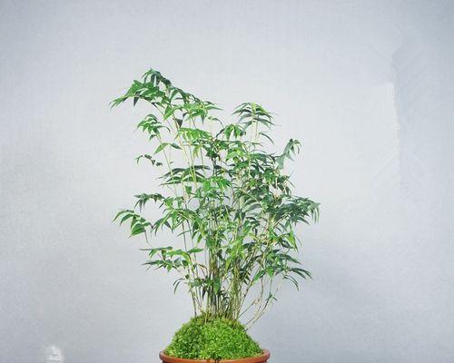 家里能种竹子吗？种植竹子需要注意哪些问题？