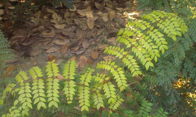 家里为什么不能养带刺的植物？带刺植物对家庭有哪些潜在风险？