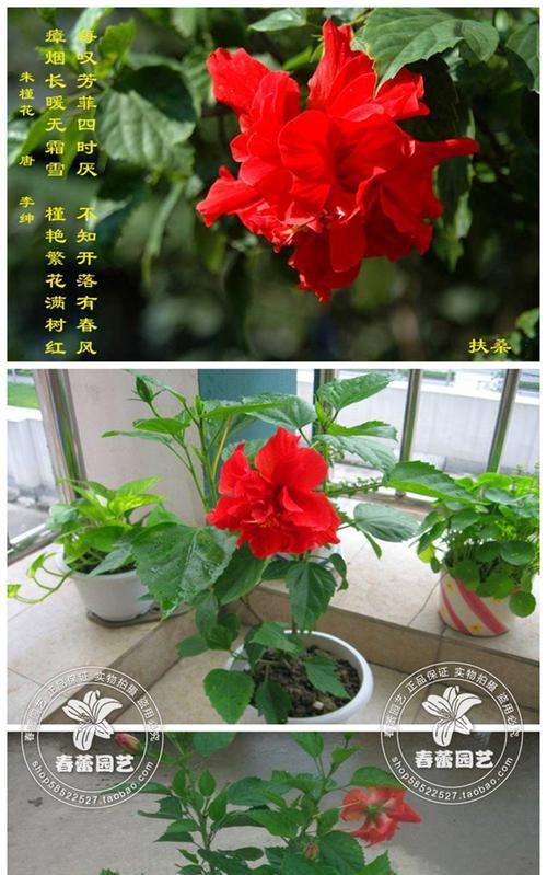 家里为什么不能养扶桑花？扶桑花的禁忌有哪些？