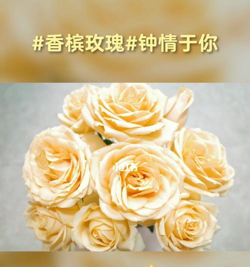 玫瑰的花语是什么？玫瑰象征着什么含义？