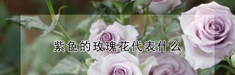 玫瑰的花语是什么？玫瑰象征着什么含义？