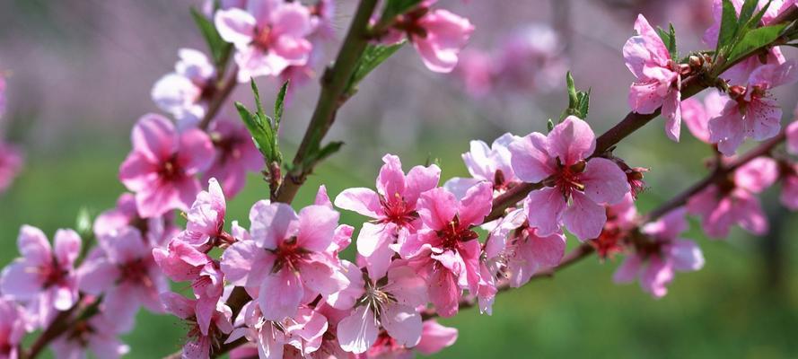 梅花的花语是什么？梅花代表的含义有哪些？