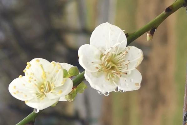 梅花的花语是什么？梅花代表的含义有哪些？