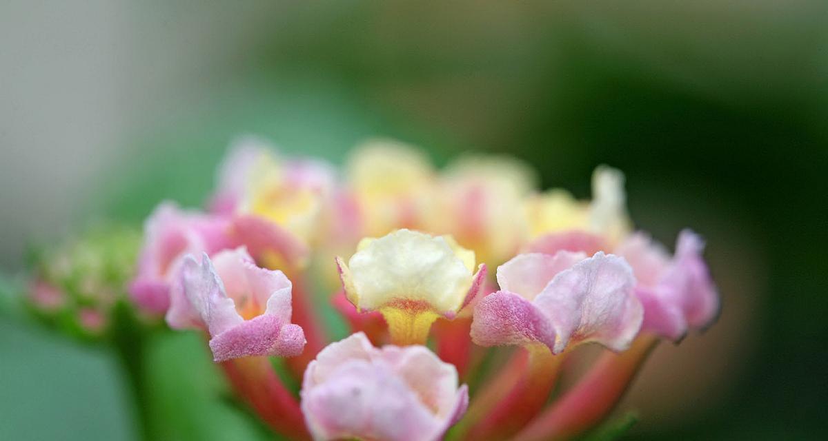 梅花的网名花语是什么？如何选择寓意美好的梅花网名？