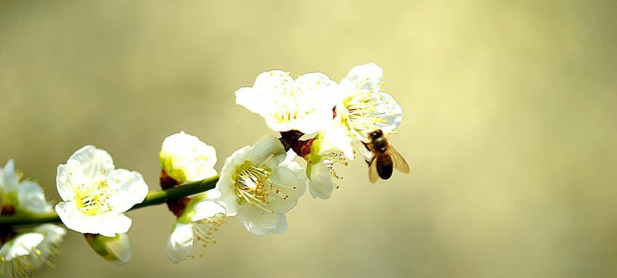 梅花花语是什么？如何理解梅花的象征意义？