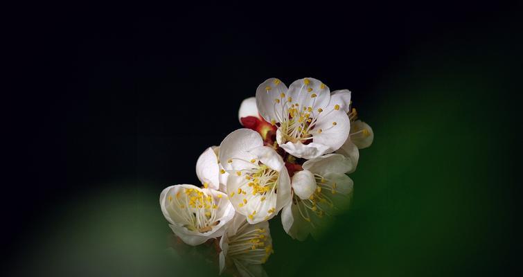 梅花先花后叶有什么寓意？梅花的花语和象征意义是什么？