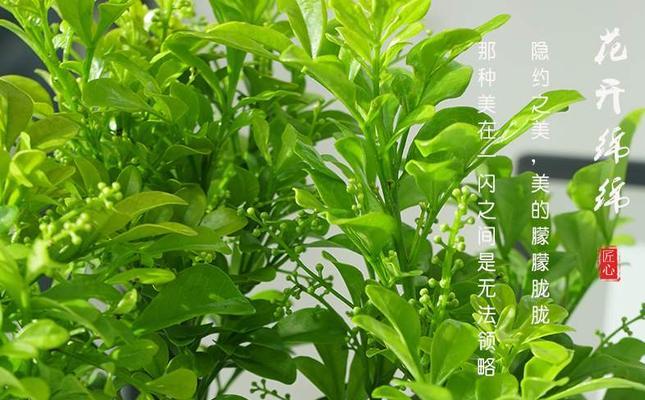 米兰花的花语是什么？米兰花的花语有哪些含义？