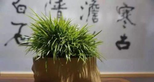 家里养菖蒲风水好吗？菖蒲在风水学中的作用是什么？