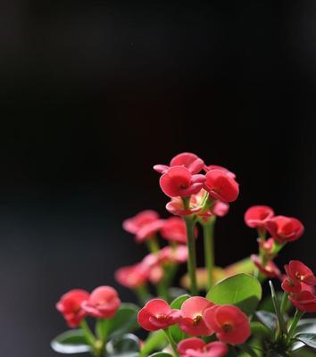 刺梅花在家养风水好吗？养刺梅花有哪些风水讲究？