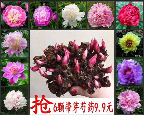 七芍药八牡丹是什么意思？花卉文化中蕴含的寓意有哪些？