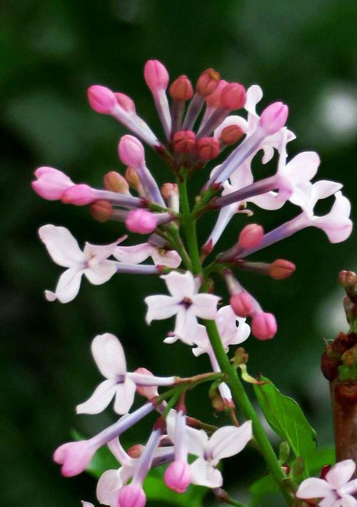 家里养丁香花风水好吗？养丁香花有哪些风水讲究？