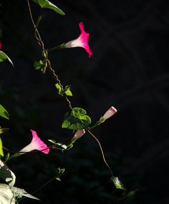 牵牛花的寓意是什么？如何正确理解牵牛花的象征意义？