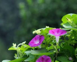 牵牛花花语有哪些含义？常见问题解答