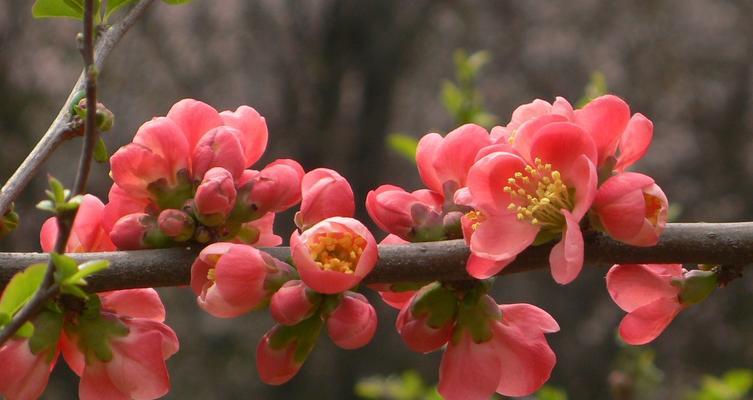 日本海棠花花语有哪些含义？