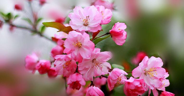 日本海棠花花语有哪些含义？