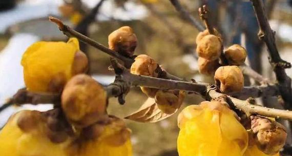 家里养腊梅花风水好吗？养腊梅花对家居风水有何影响？