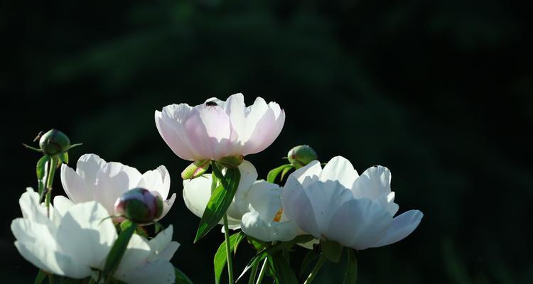 芍药花的花语是什么？如何用芍药表达爱意？