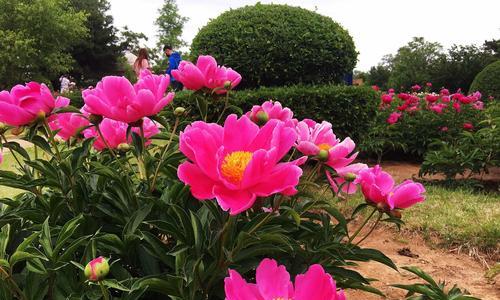 芍药花放家里代表什么？如何正确摆放以增添家居风水？