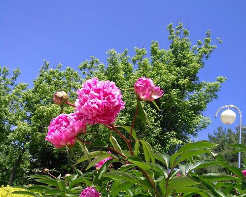 芍药花放家里代表什么？如何正确摆放以增添家居风水？