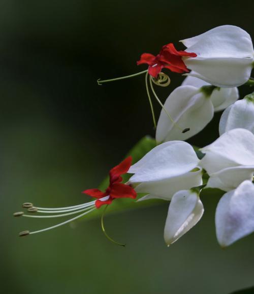 家里养龙吐珠风水好吗？养这种植物有什么风水讲究？