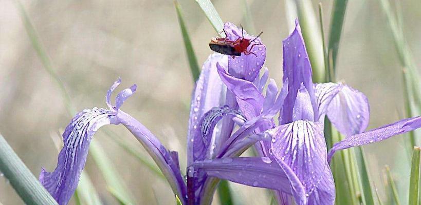 省花名称及花语是什么？各省份的省花有哪些花语含义？