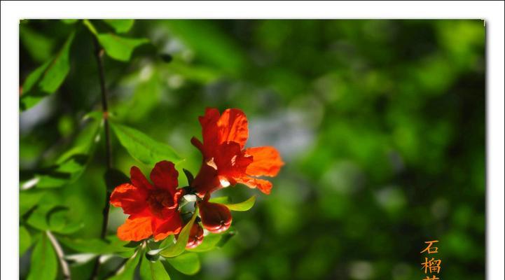 石榴花在风水中代表什么？石榴花的风水意义有哪些常见疑问解答？