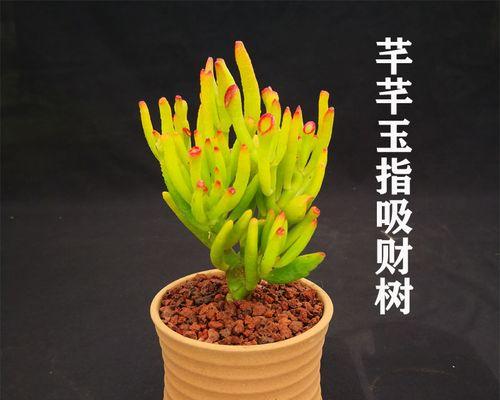 室内植物花象征生财？如何选择寓意吉祥的植物？