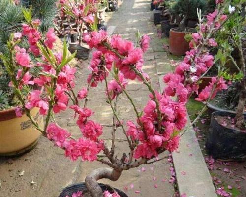 家里养梅花风水好吗？梅花在家居风水中的作用是什么？