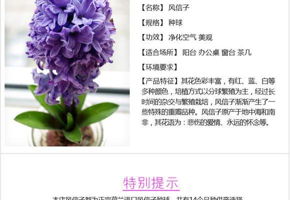 水培风信子花语是什么？如何养护才能花开不断？