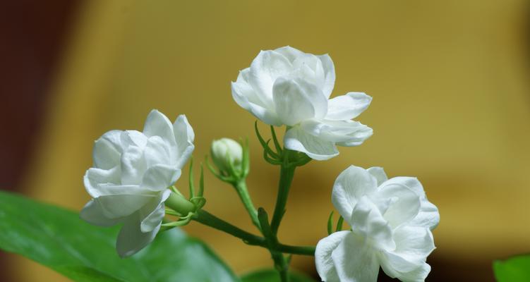 家里养茉莉风水好吗？家养茉莉花有哪些风水禁忌？