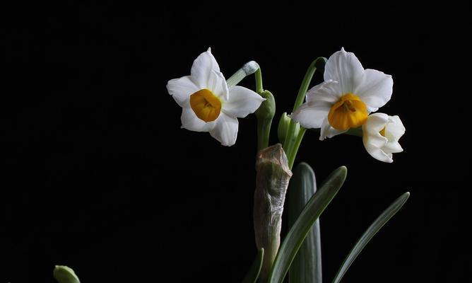 水仙开花代表什么？水仙花语有哪些含义？