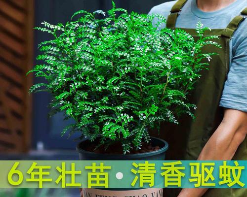 家里养驱蚊草有哪些风水禁忌？适合室内养吗？