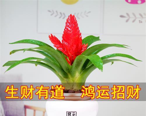 家里养什么植物旺财？如何选择能带来好运的绿植？