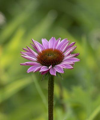 松果菊花语是什么？了解松果菊的象征意义和用途？