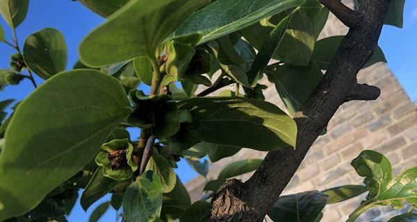 家里养柿子树风水好吗？养植柿子树对家居风水有何影响？