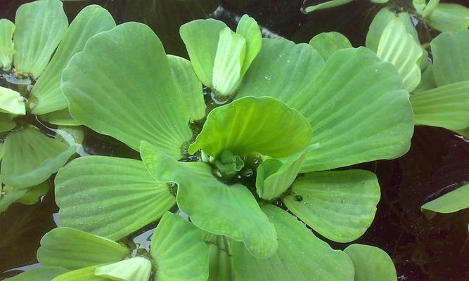 水芙蓉在家里养风水好吗？养水芙蓉有哪些风水讲究？