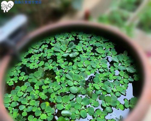 水芙蓉在家里养风水好吗？养水芙蓉有哪些风水讲究？