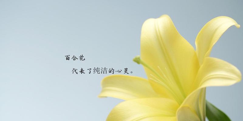 索尔邦百合花语有哪些含义？