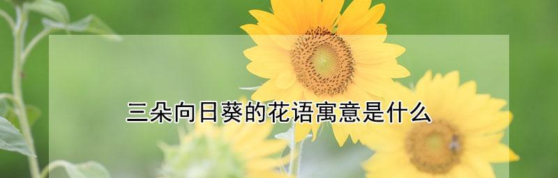 太阳花有哪些特性？它的花语是什么意思？