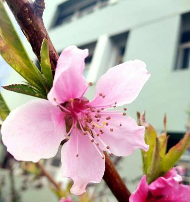 桃花的花语是什么？如何用桃花表达爱意？