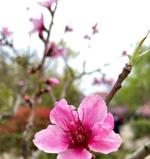 桃花的含义是什么？桃花有哪些独特特点？