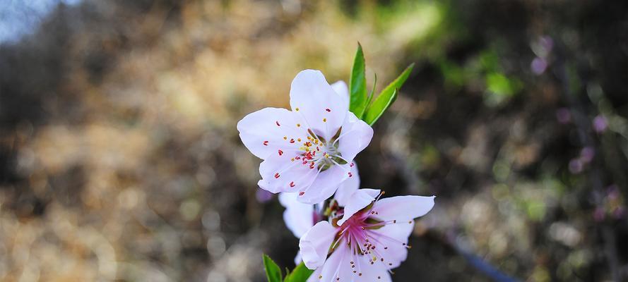 桃花的含义是什么？桃花有哪些独特特点？