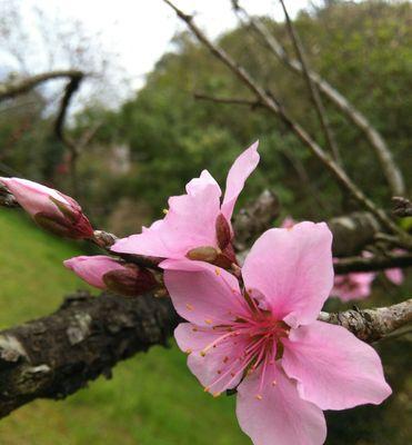 桃花的含义是什么？桃花有哪些独特特点？