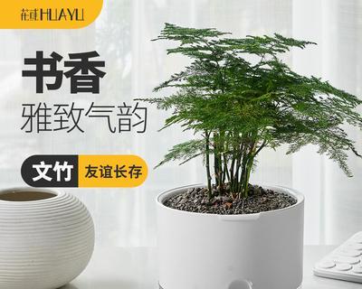 文竹盆景寓意是什么？如何养护以保持其美好象征？