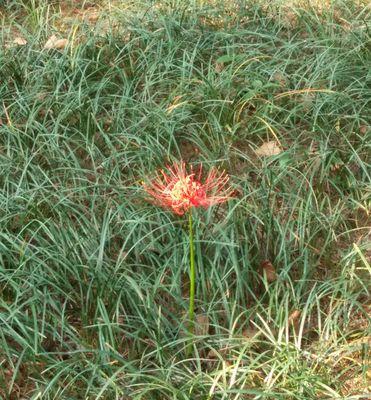 夏水仙的花语有哪些含义？